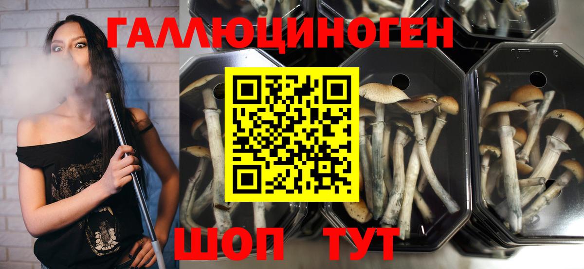 Галлюциногенные грибы Psilocybe  Галлюциногенные грибы мухоморы  наркошоп  Фрязино  Вход с VPN 